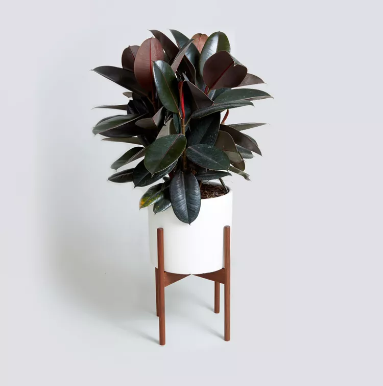 INDOOR PLANTS