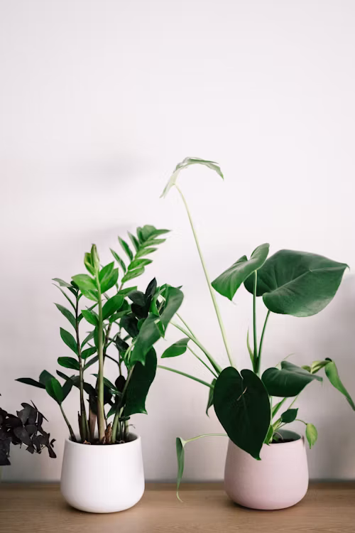 INDOOR PLANTS